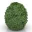 Bush
