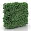 Bush