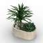 Palm