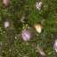 Grass