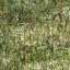Bark