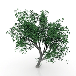 maple tree 3D Model Preview #8f283356