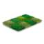 Grass