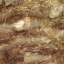 Bark