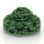 Bush