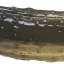 Pickle