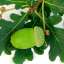 Acorn