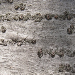 Bark