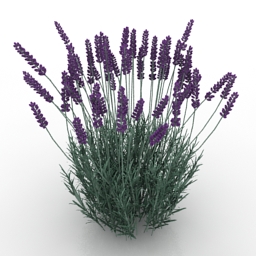 flowers grass 3D Model Preview #6e9b90c6