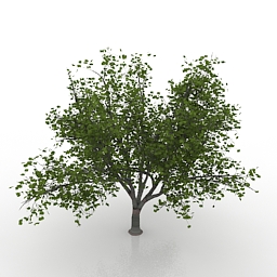 maple tree 4 3D Model Preview #abda3431