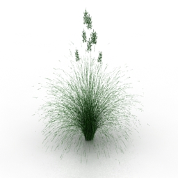 plant lawn grass idaho fescue 3D Model Preview #6c71cd56