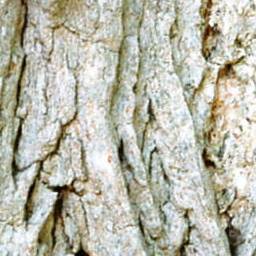 Bark