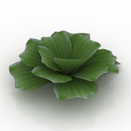 flower pistia 3D Model Preview #e8feff80