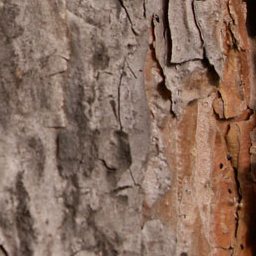 Bark
