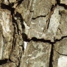 Bark