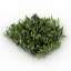 Grass