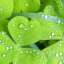 Grass