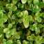 Buxus