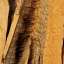 Bark