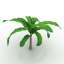 Palm