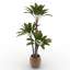 Palm
