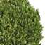 Bush