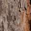 Bark