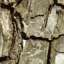 Bark