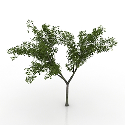 maple tree 3D Model Preview #5f67cb44