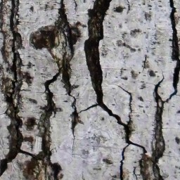 Bark