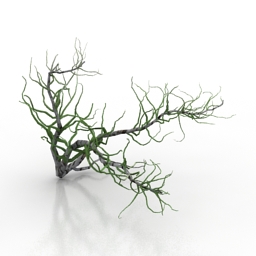 bush haloxylon 2 3D Model Preview #0472902f