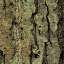 Bark