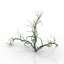 Bush