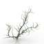 Bush