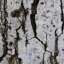 Bark