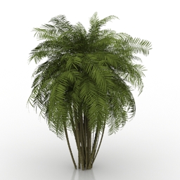 palm 3D Model Preview #adac7b48