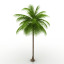 Palm