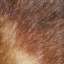 Fur
