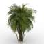 Palm