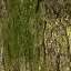 Bark