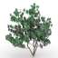 Bush