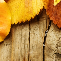 Wood