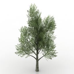 tree 2 3D Model Preview #b6f57665