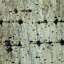 Bark