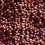 Spice