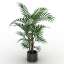 Palm
