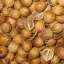 Coriander