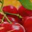 Dried fruits