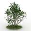 Bush