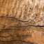 Bark